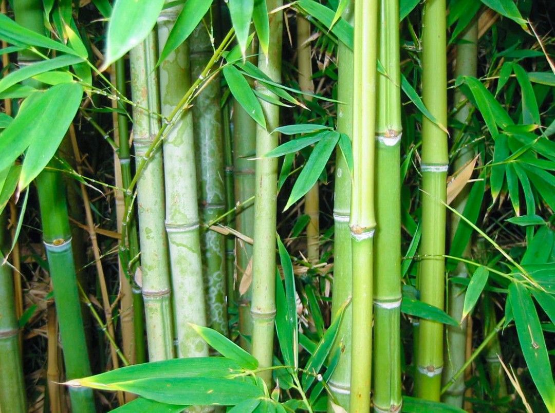 Japanese Bamboo Plant Cuttings 🎋