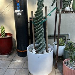 Beautiful Spiral Cactus 