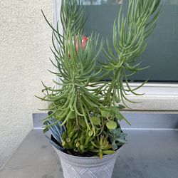 Assorted Succulent Plants