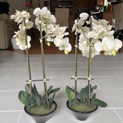 Orchids Decorate Faux Plants 