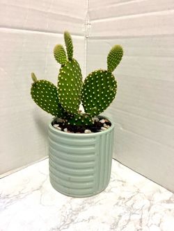 Cactus 🌵 plant 🪴