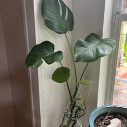 House Plants!