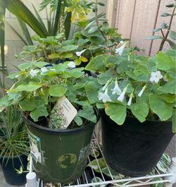 Oxalis Lucky shamrocks