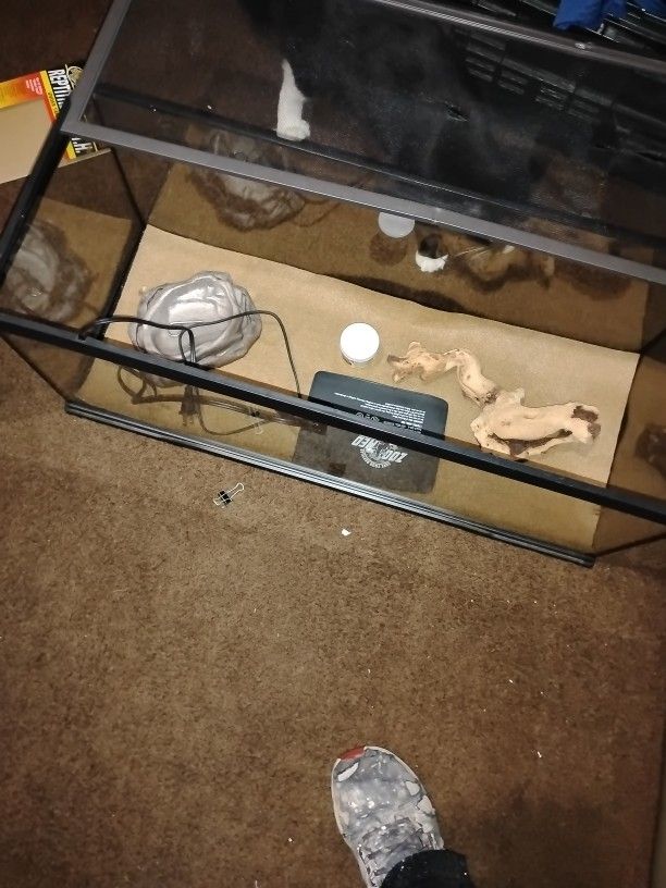 Lizard Tank