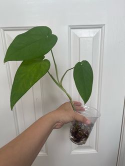 Syngonium Chiapense CUTTING- fully rooted