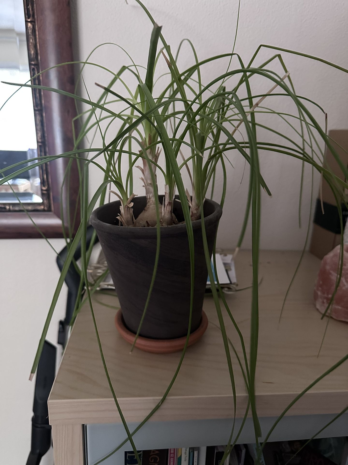 Nice Palm plant