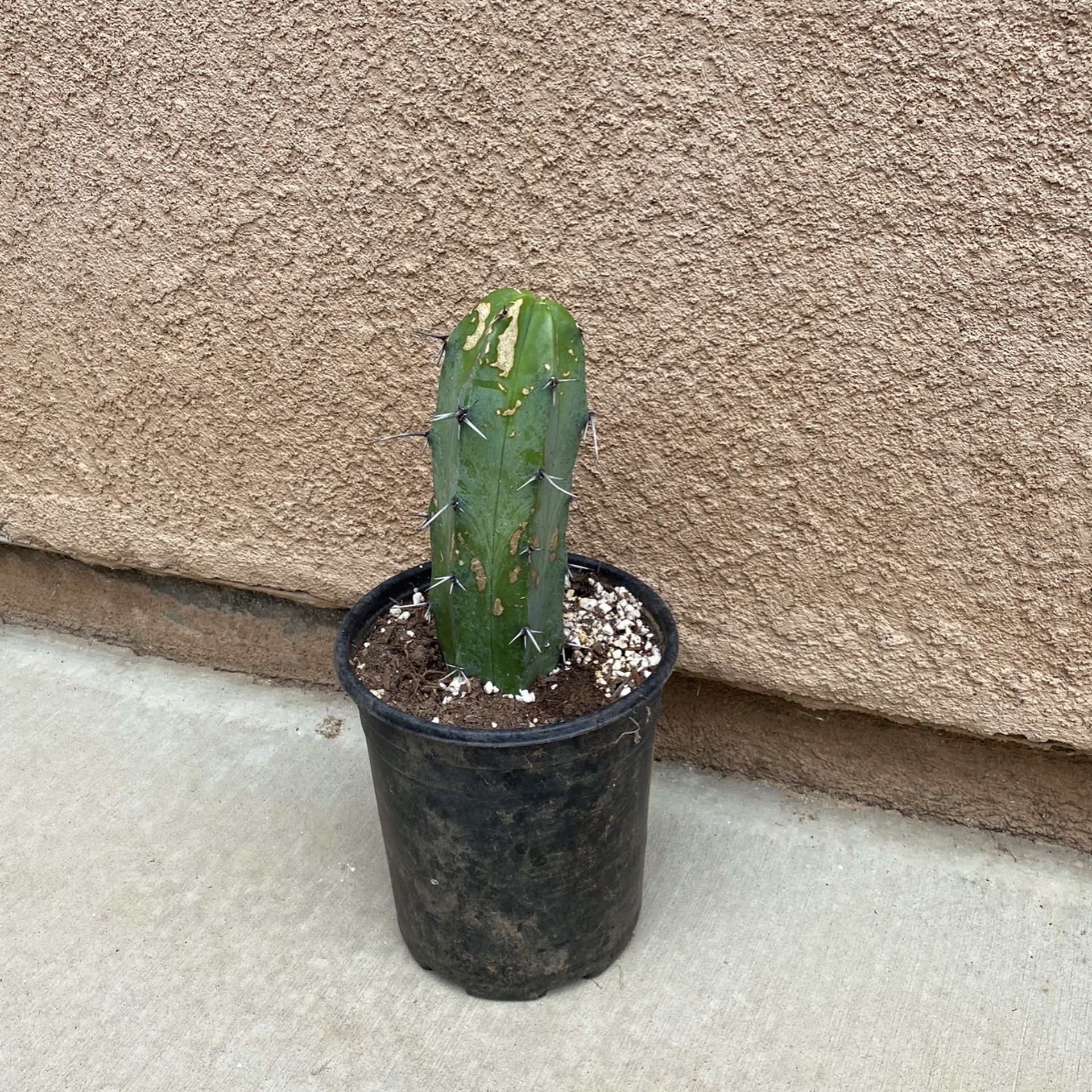 Cactus 🌵 Garanbullo In 1 Gl In Perris About 8 Inches Tall $6.00 2 Available