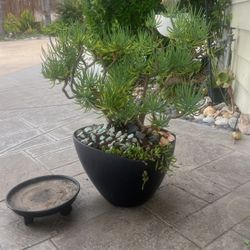 Large, Exotic Old Chalk stick Succulent Tree In Modern Pot