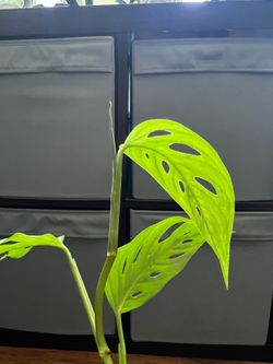 Monstera Adansonii