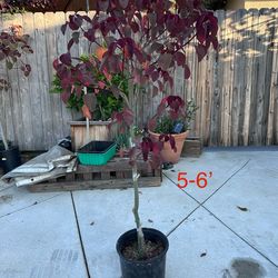Caribbean Copper Plant (4’-6’)