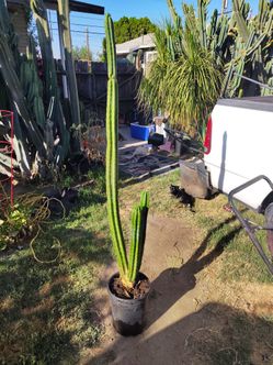 Triple San Pedro cactus plant