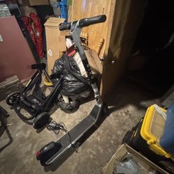 Bird Scooter 