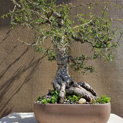 Old Operculicarya Decaryi Bonsai Tree