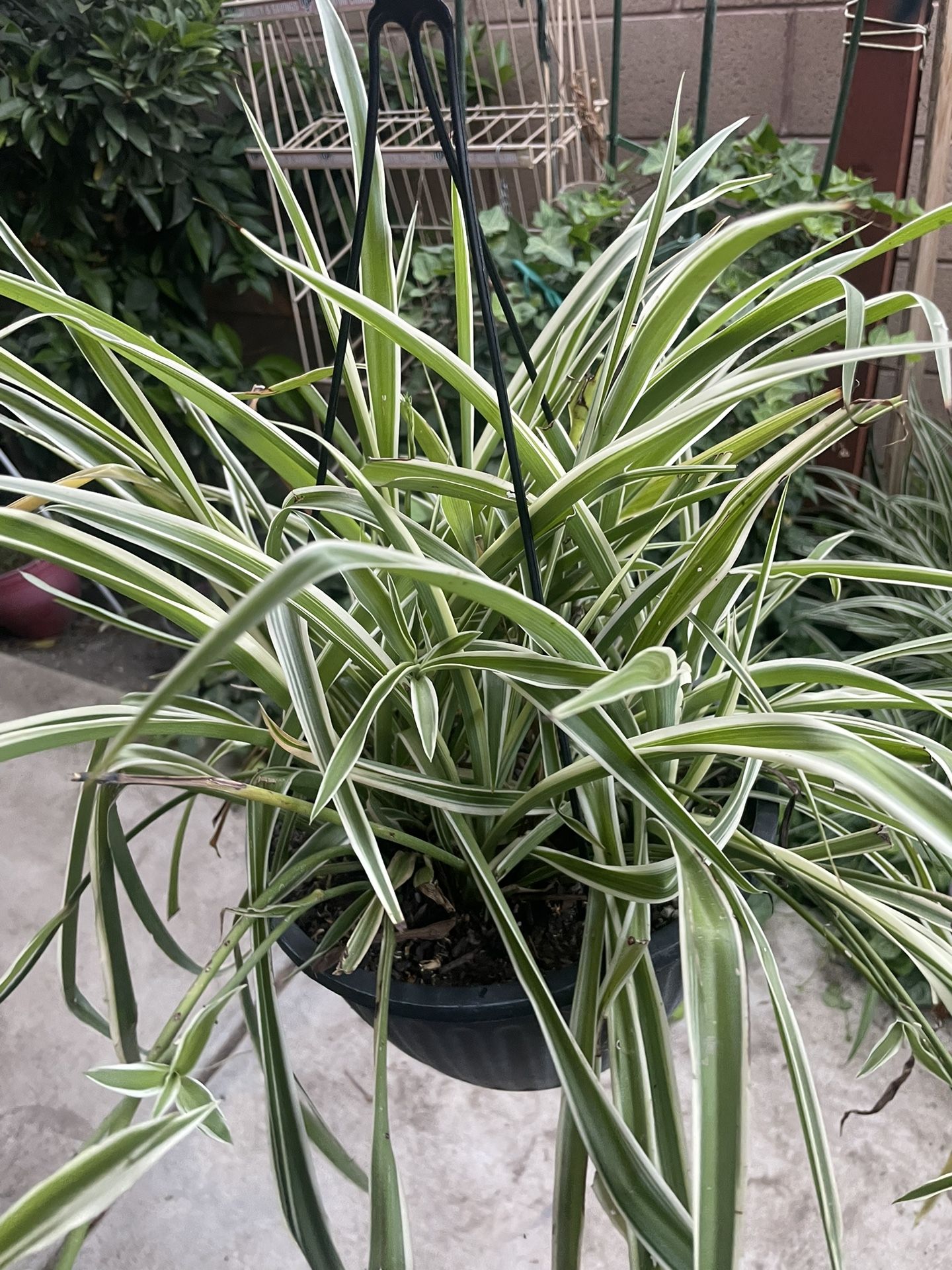 HERMOSAS PLANTAS NATURALES “ARAÑA PLANT”