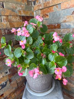 Pink Begonia Plant in Gray Pot