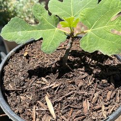 Black Fig Plant
