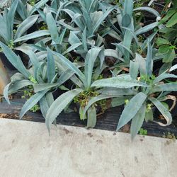 Agave De Azul 3 Gallon 