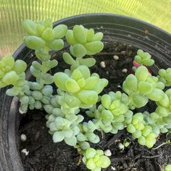 Succulent Starts 🪴