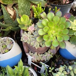 Succulent In Beautiful Cement Planter 