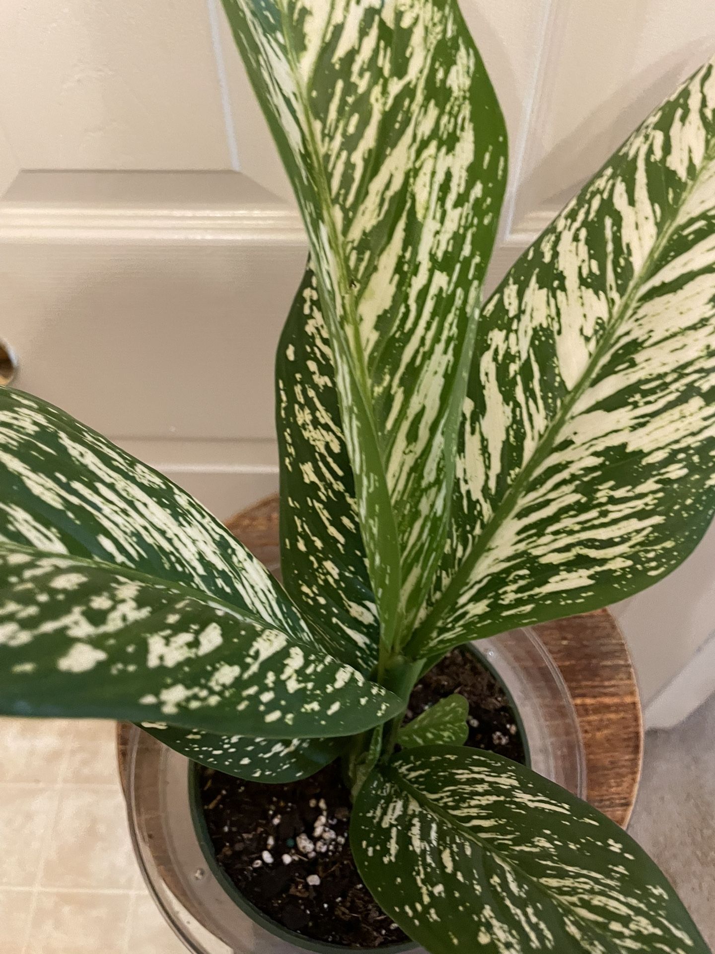 Beautiful & Rare Dieffenbachia “Etna” | Low Light | Air Purifying | Grows To 6’ Ft Tall x 2 Ft Wide