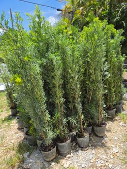 podocarpus 6 to 7 feet tall Instant Privacy Hedge For Fence Green Full Ready for planting  minimum qty 30+