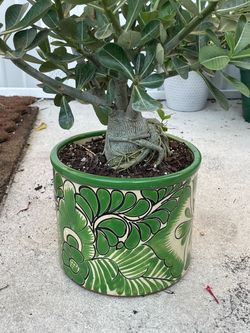 Desert Rose double color flower