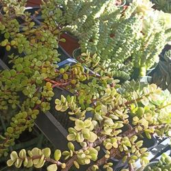 Beautiful Succulent Plants.