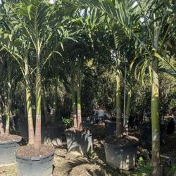 Christmas Palms Tall Instant Privacy Hedge For Fence