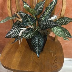 Plant Arrangement. $18.00