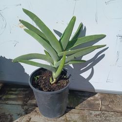 Plqntas Decorativas