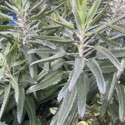 Kalanchoe Plants 🪴 