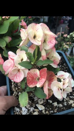 Corona De Cristo Super Sexy