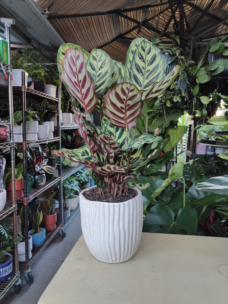 Calathea Peacock Prayer Plant