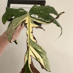 Monstera Thai Constellation 