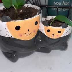 Ceramic Plant Live Pothos 