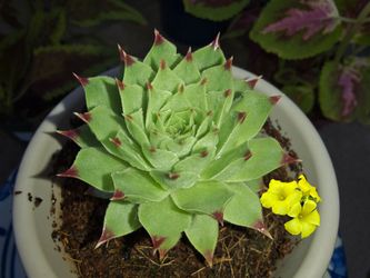 Sempervivum ' Calcareum '