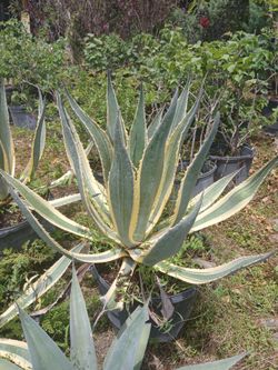 Variegated agave plants 15gl $85