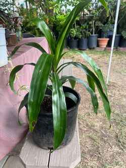 Dracaena Lisa Plant With Terracota Pot
