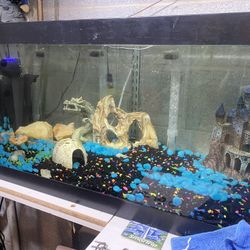 60 Gallon Fish Tank 