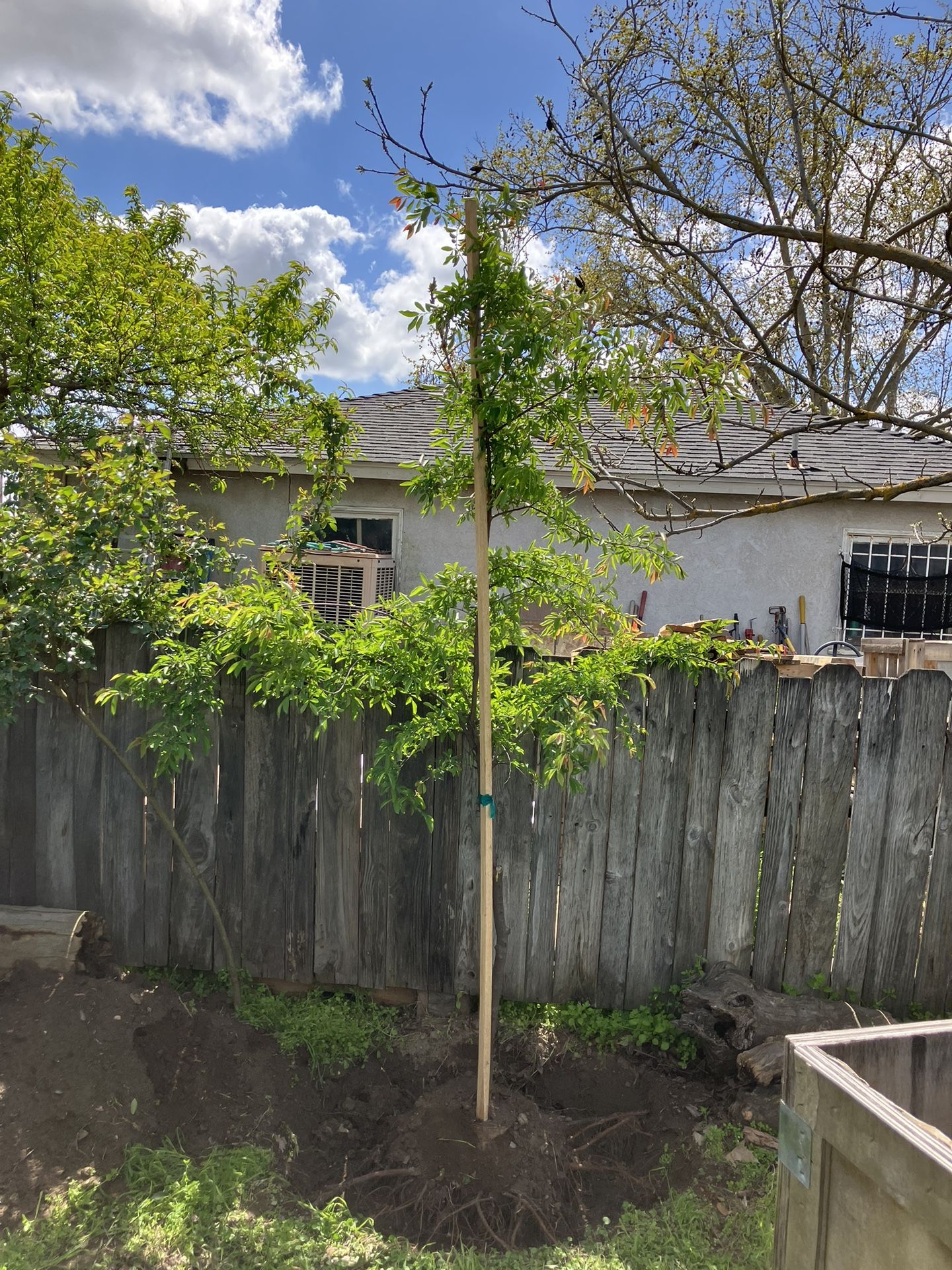Chinese Evergreen Elm Tree