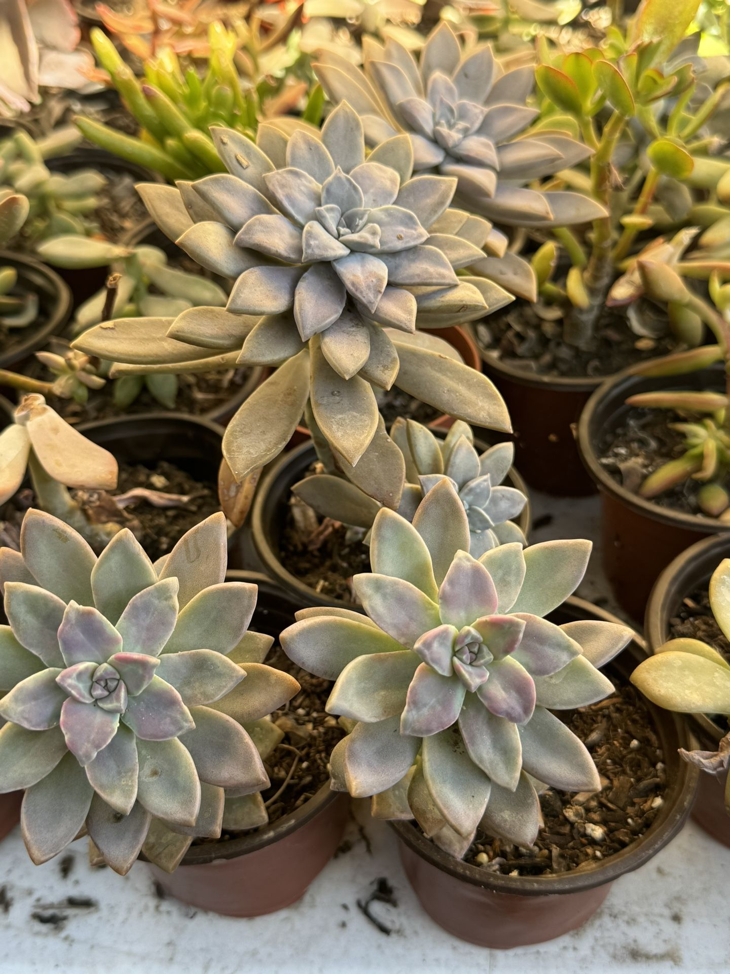 Succulents Plants 4”pot