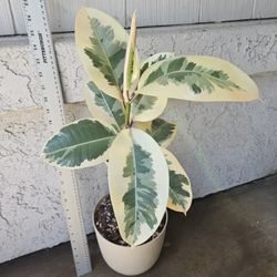 Ficus Tineke Plant (Rubber Plant)