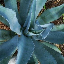 Agave Plant