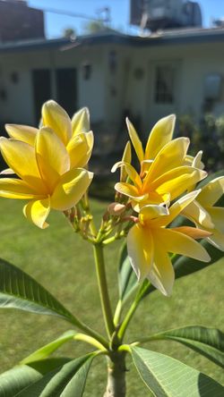 Plumeria Azteca Gold
