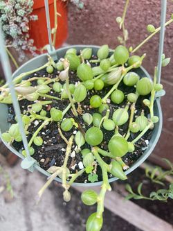 String Of Melons Plant