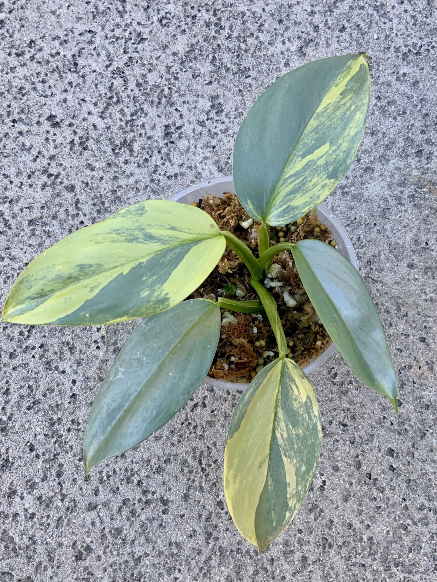 Philodendron Hastatum Silver Sword Variegated