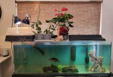 100 gl Turtle Set up
