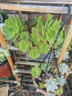 Beautiful Aeonium Succulent Arrangement 