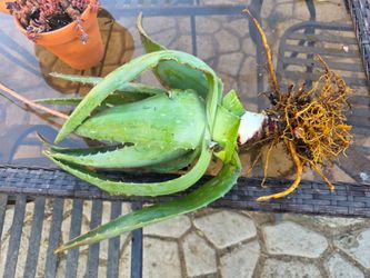 Aloe Vera plant