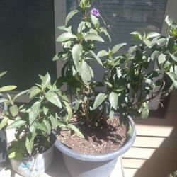 Mexican Petunia Purple Flower Plant $$15